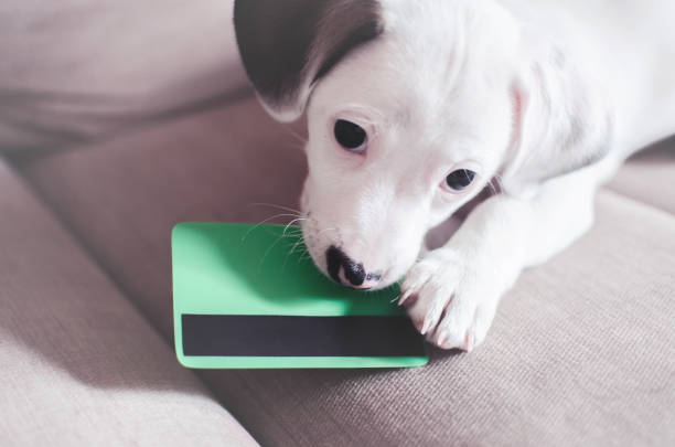 small puppy dog , jack russell with credit card - white dog audio imagens e fotografias de stock