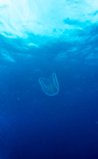 istock A Little Guy in a Big Ocean 956172206