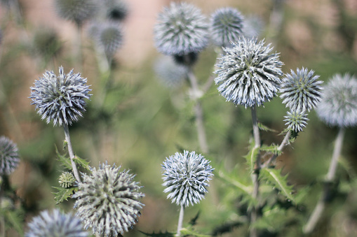 Thistly echinops plant in summer in Russia