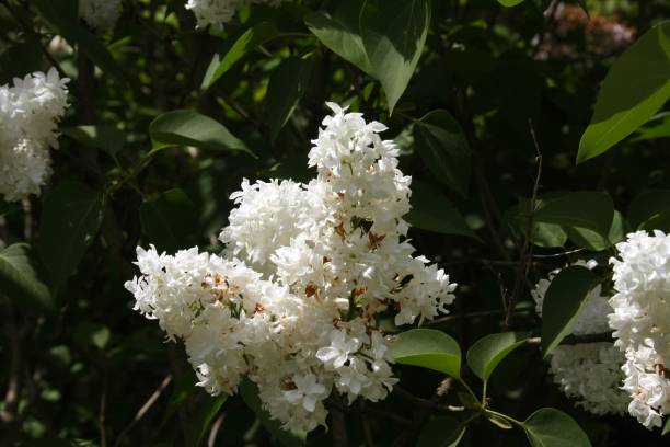 istock White flowers of lilacs that are already blooming 956175656