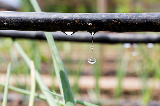 Drip Irrigation System Close Up. Water saving drip irrigation system being used in a organic onions field