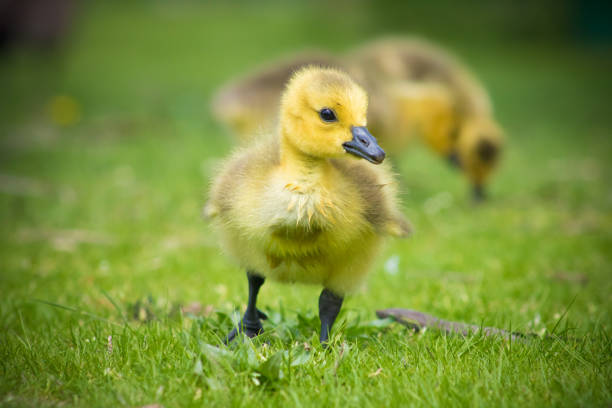 istock Canadian Goose Baby 956176132