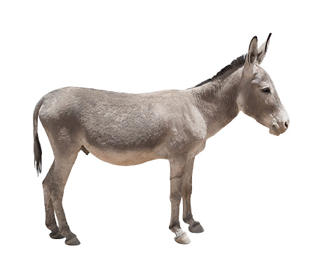 Donkey isolated a on white background
