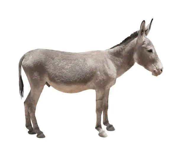 Photo of Donkey isolated a on white background