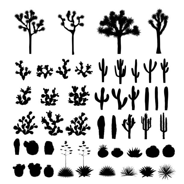 illustrazioni stock, clip art, cartoni animati e icone di tendenza di grande collezione di sagome nere di cactus, agavi, joshua tree e fico d'india - desert