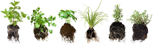 Various samples of herb seedlings isolated on white Collection of herb seedlings, isolated on white. Includes mint, coriander or cilantro, basil, chives, thyme and rosemary. More herbs and spices: http://robynm.smugmug.com/photos/265712091_f6Mdn-L.jpg rosemary seedlings stock pictures, royalty-free photos & images