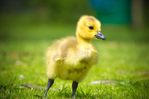 istock Canadian Goose Baby 956179898