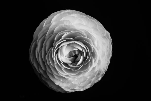 istock Obscure paigle in black and white. Close up 956179998