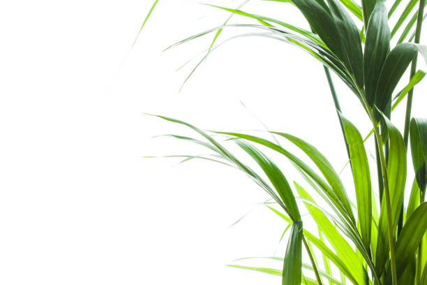 istock Yallow palm (Chrysalidocarpus lutescens.) leaves on white background with space for text 956180344
