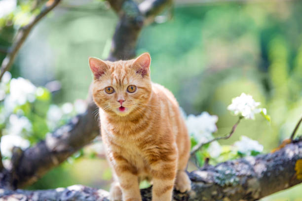 Cute cat is on a branch of a tree in a garden in spring