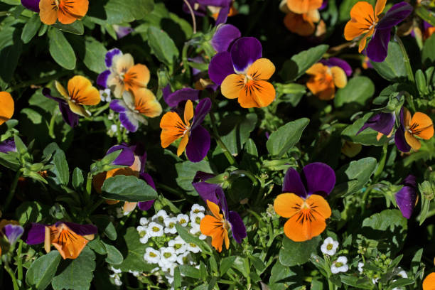 Flower garden flower garden background alysum stock pictures, royalty-free photos & images