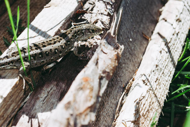 istock The usual garden lizard basks in the morning sun 956180874