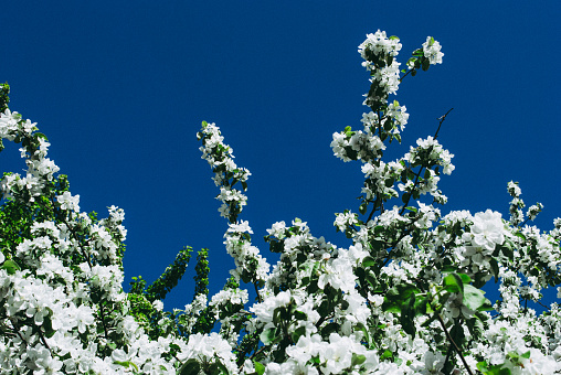 Branch with white blooming apple flowers on the background of the clear blue sky under bright sunlight - spring floral background. Tones correction. Soft focus processing