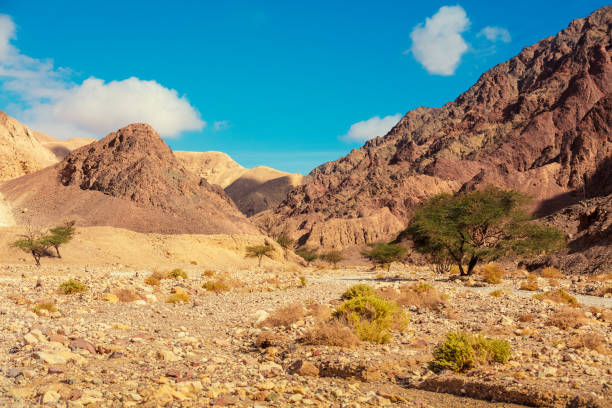 Dry river bed. Desert mountain landscape. stock photo