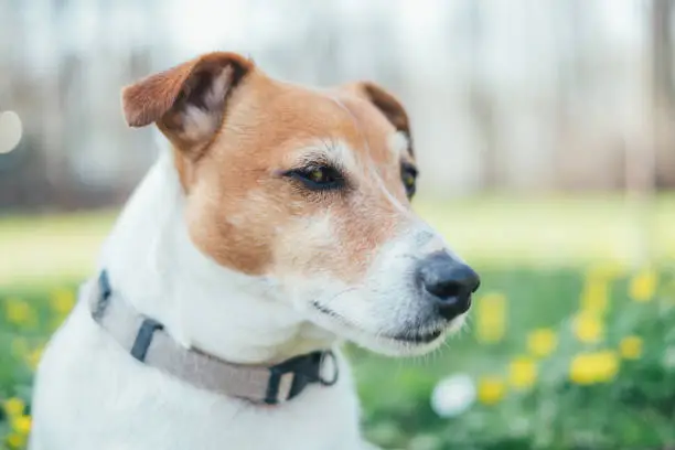 Jack russel terrier on yellow flowers meadow. Happy Dog with serious gaze