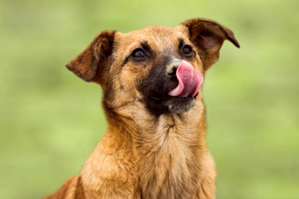 istock cute dog with tongue 956187388