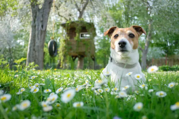 Jack russel terrier on yellow flowers meadow. Happy Dog with serious gaze