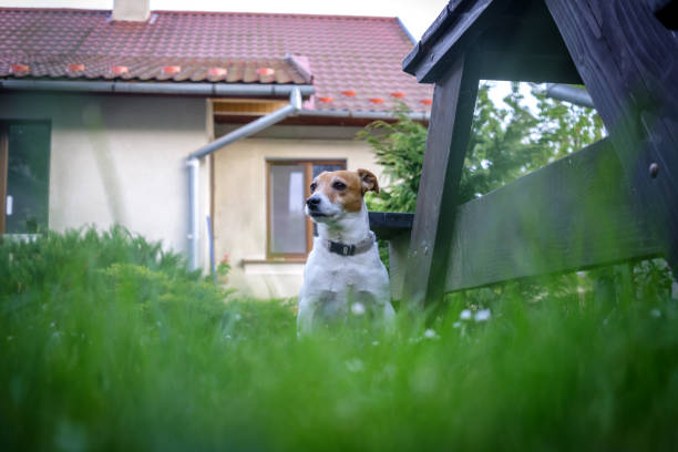 istock Jack russel terrier on lawn near house 956187416
