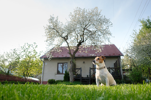 Jack russel terrier on lawn near house. Happy Dog with serious gaze