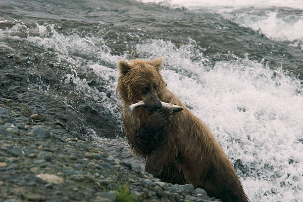 istock Brown Bear with a Fresh Pink Salmon 95618834