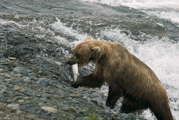 istock Brown Bear with a Fresh Pink Salmon 95618835
