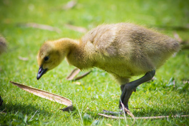 istock Canadian Goose Baby 956188674