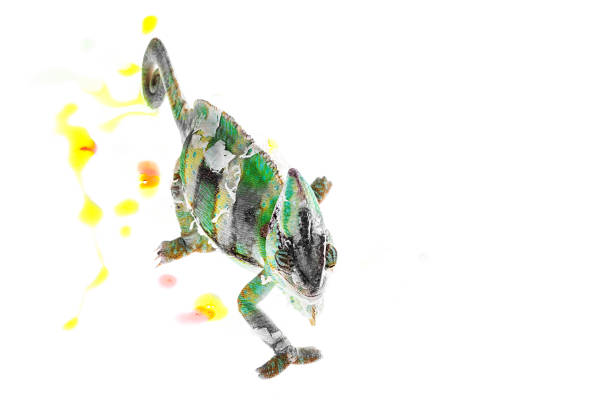 istock Chameleon loosing his colors isolated white background 956188732
