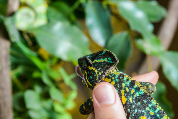 istock Aggressive Female Veiled Chameleon Jet black in terrarium 956188920