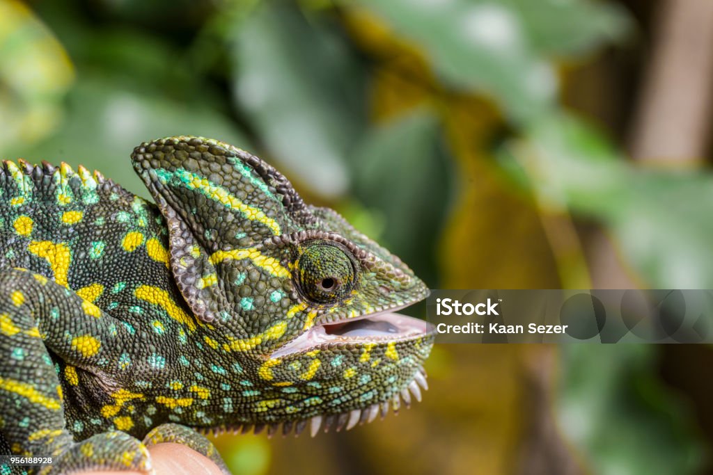 matchmaker forholdsord Soaked Aggressive Female Veiled Chameleon Jet Black In Terrarium Stock Photo -  Download Image Now - iStock