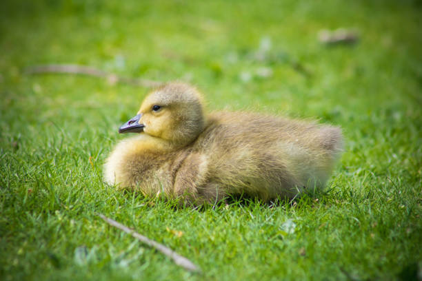 istock Canadian Goose Baby 956189116