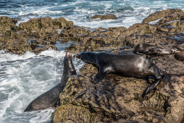 istock Sea lion stand off 956189268