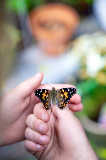 istock A butterfly in a child's hand 956189624