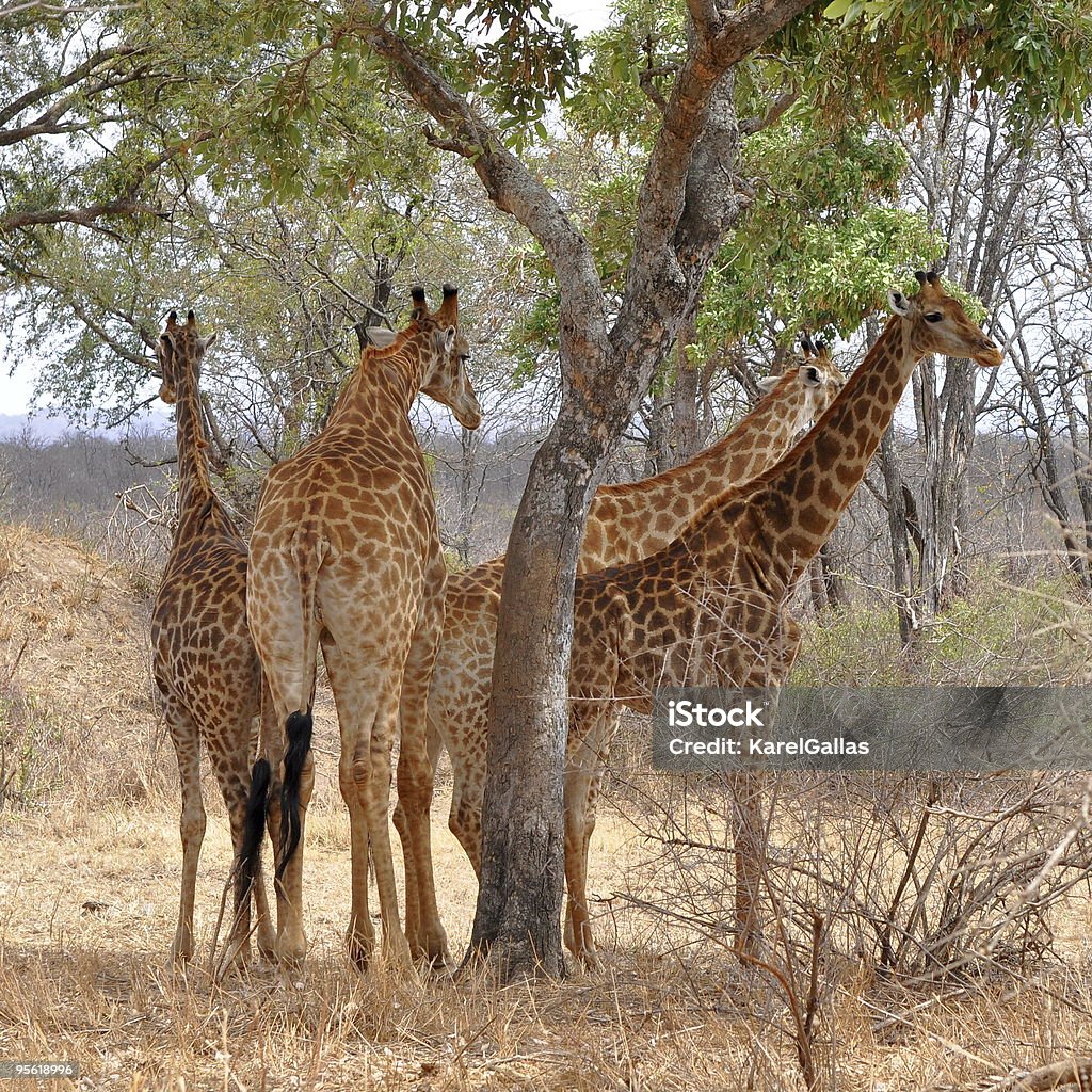 Quatre girafes se reposer sous arbre - Photo de Afrique libre de droits