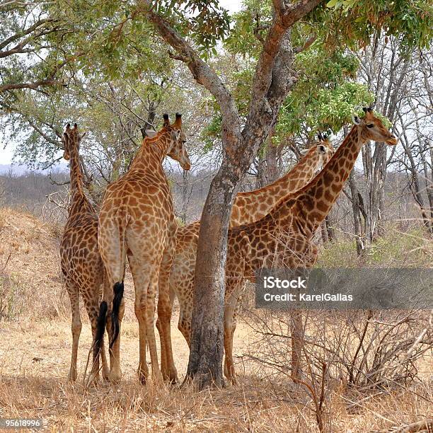 Photo libre de droit de Quatre Girafes Se Reposer Sous Arbre banque d'images et plus d'images libres de droit de Afrique - Afrique, Animaux de safari, Animaux à l'état sauvage