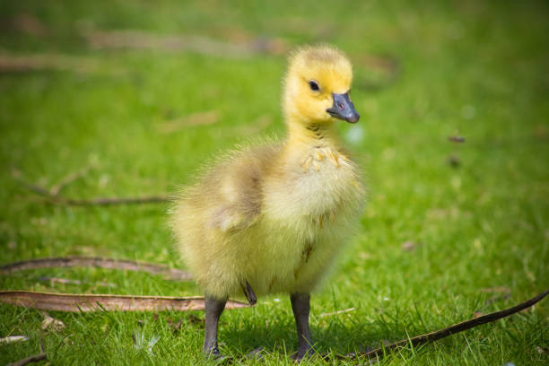 istock Canadian Goose Baby 956192084