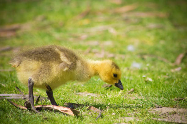 istock Canadian Goose Baby 956192560