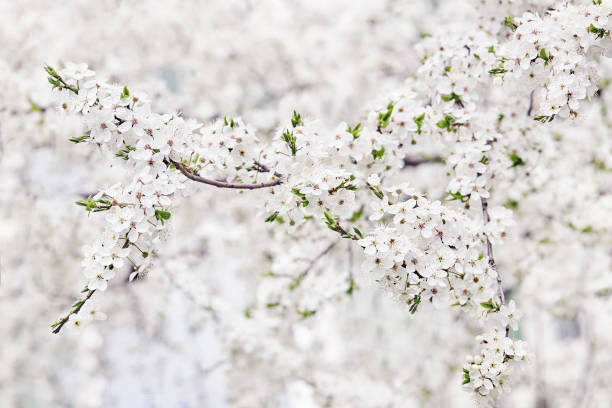 istock Flowering branch of fruit tree. Springtime. 956192748