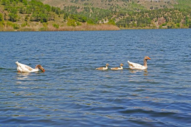 White geese with two young swimming on lake