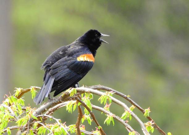 istock Male Red Winged Blackbird Perching on a Branch with his Beak Wide Open Calling Out 956192998
