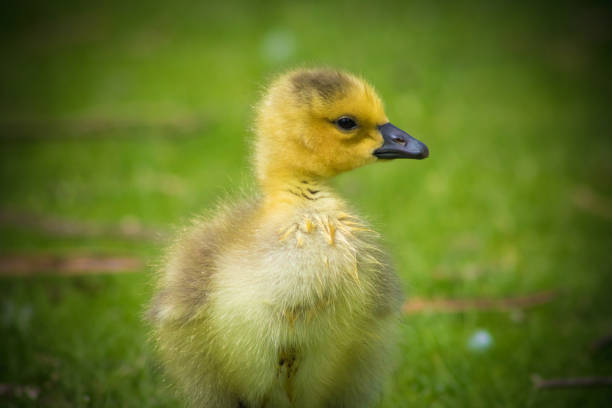 istock Canadian Goose Baby 956193360