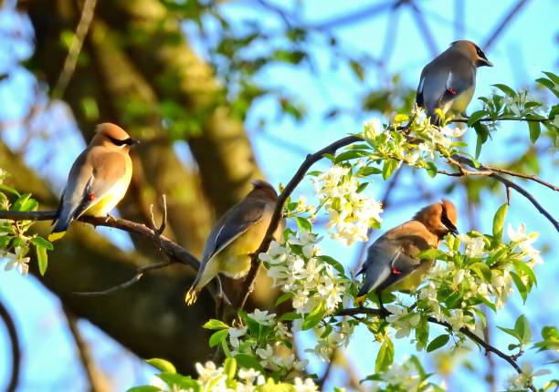 istock Group of Cedar Waxwings Perching on a Cherry Tree Branch 956193452