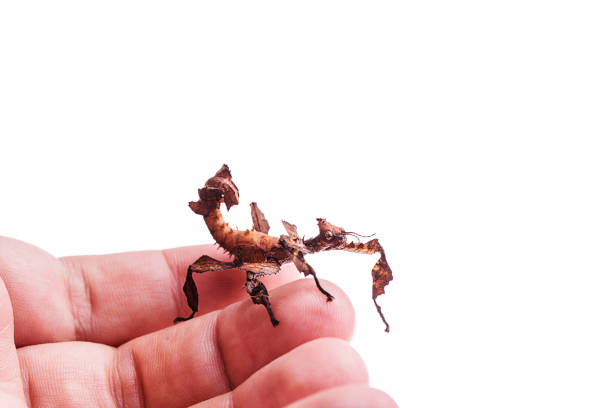 istock Giant prickly stick insect isolated on white background 956193820