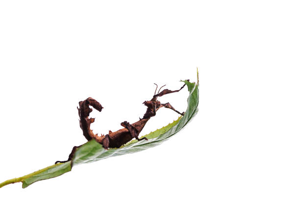 stick insect in front of white background