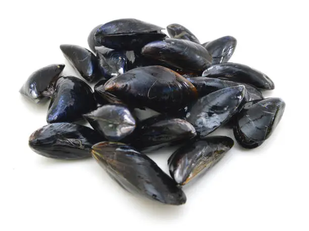 Photo of Fresh mussel isolated on white.