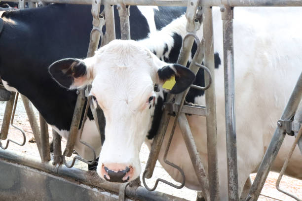 istock Close up of robotic cow in shed for automatic milking 956197006