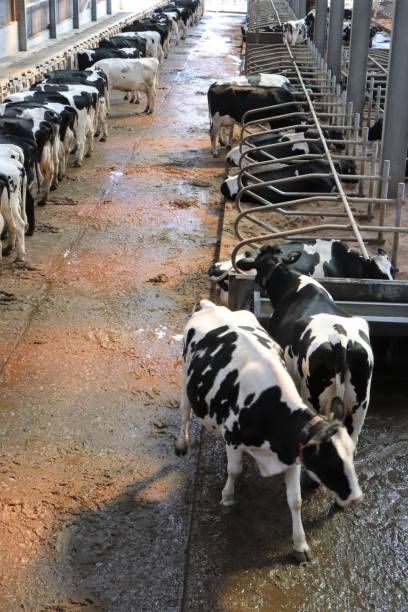 istock Close up of robotic cow in shed for automatic milking 956197048