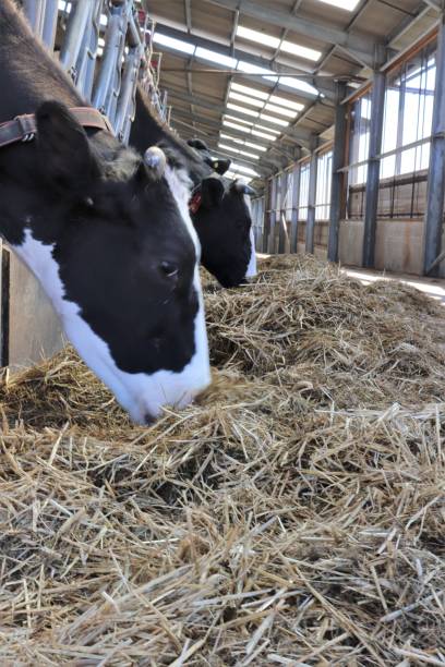 istock Close up of robotic cow in shed for automatic milking 956197076