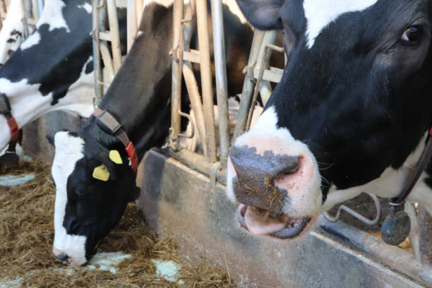istock Close up of robotic cows in shed for automatic milking 956197322