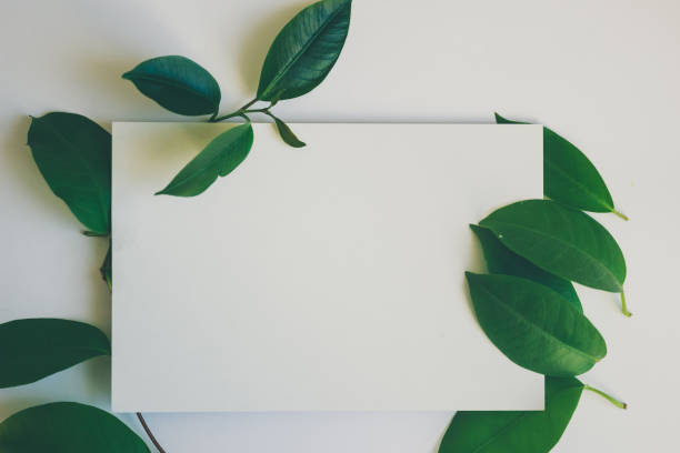 istock creative composition of flats with green leaves on a white background 956197520