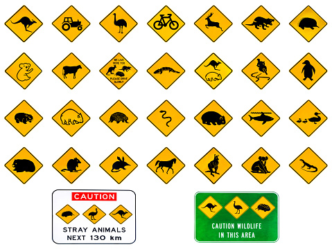 Australian warning road signs from Australia highways. Wildlife animals: Emu, Echidna, Tasmanian Devil, Wombat, Kangaroo, Penguin, Shark, Ducks Snake Rat Deer reptiles and vehicles. Isolated on white.